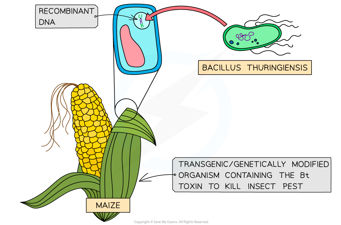 Recombinant DNA