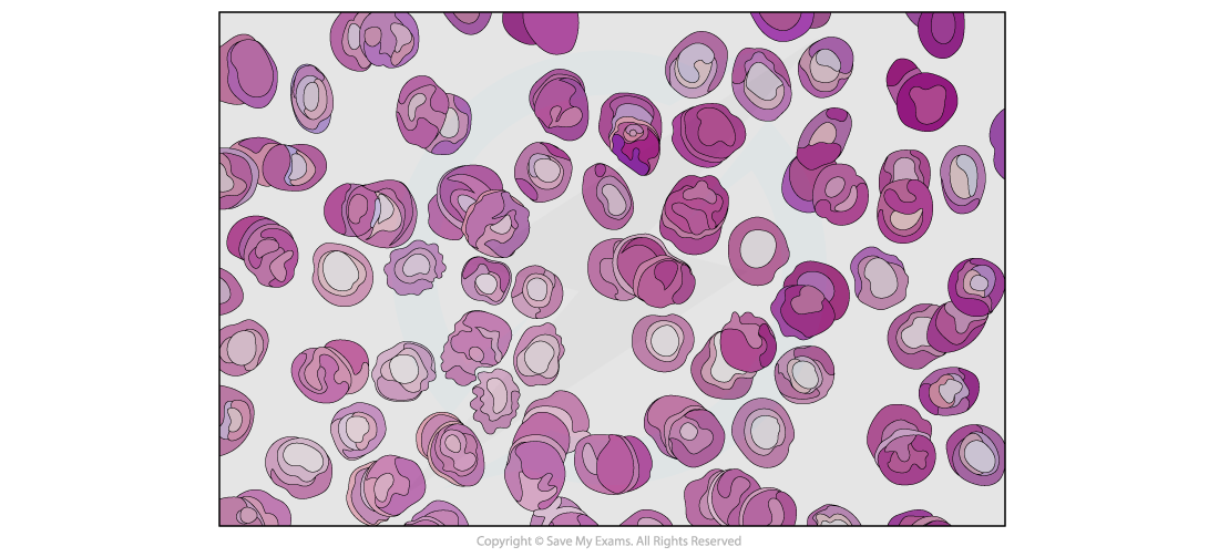 Red Blood Cell Micrograph