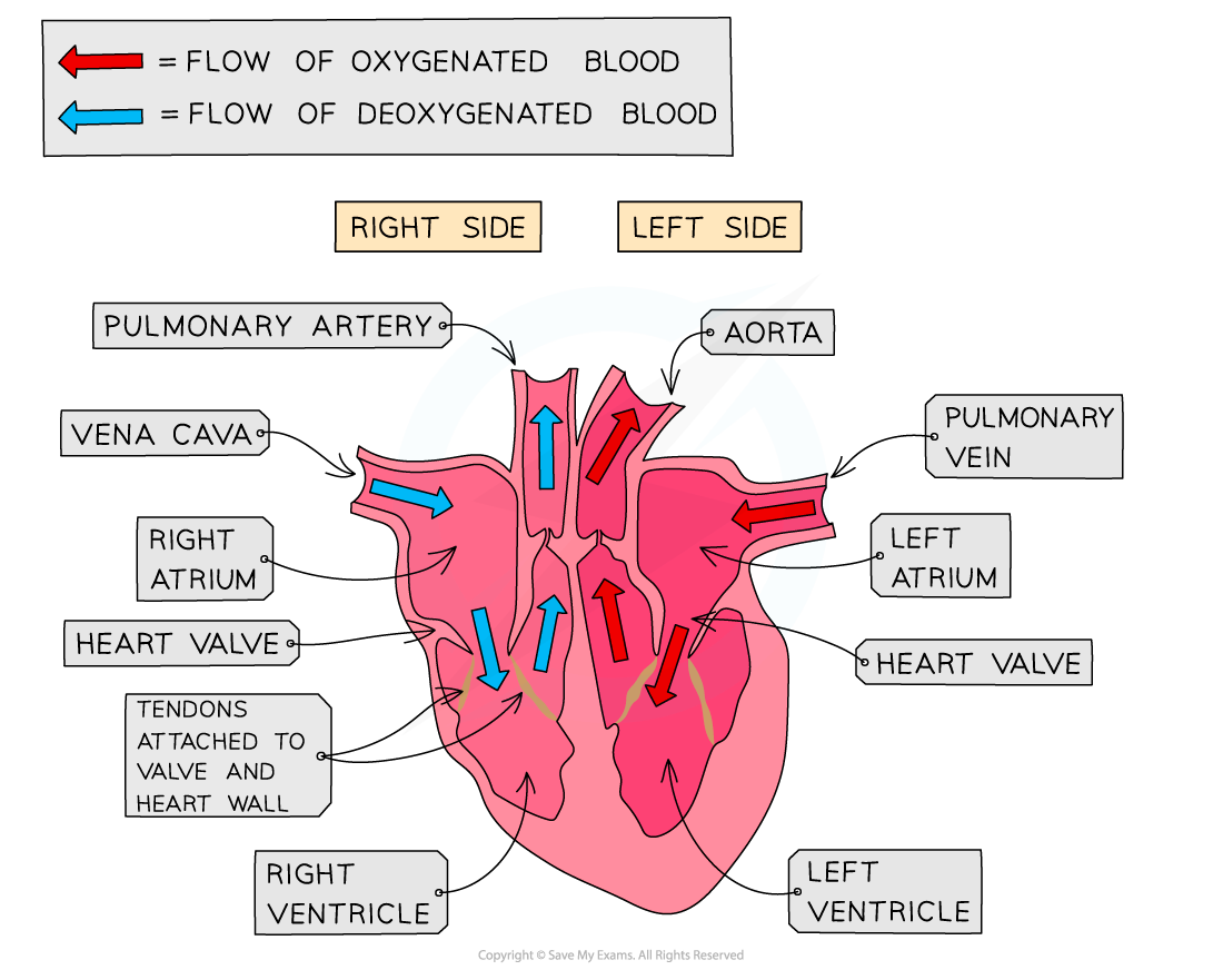 The Human Heart