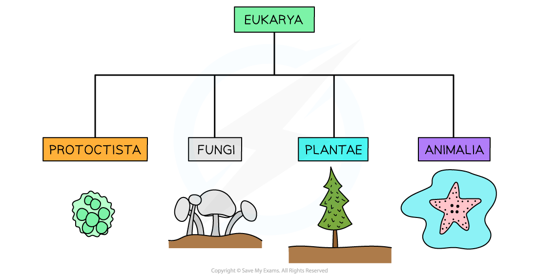 The four kingdoms in Eukarya domain
