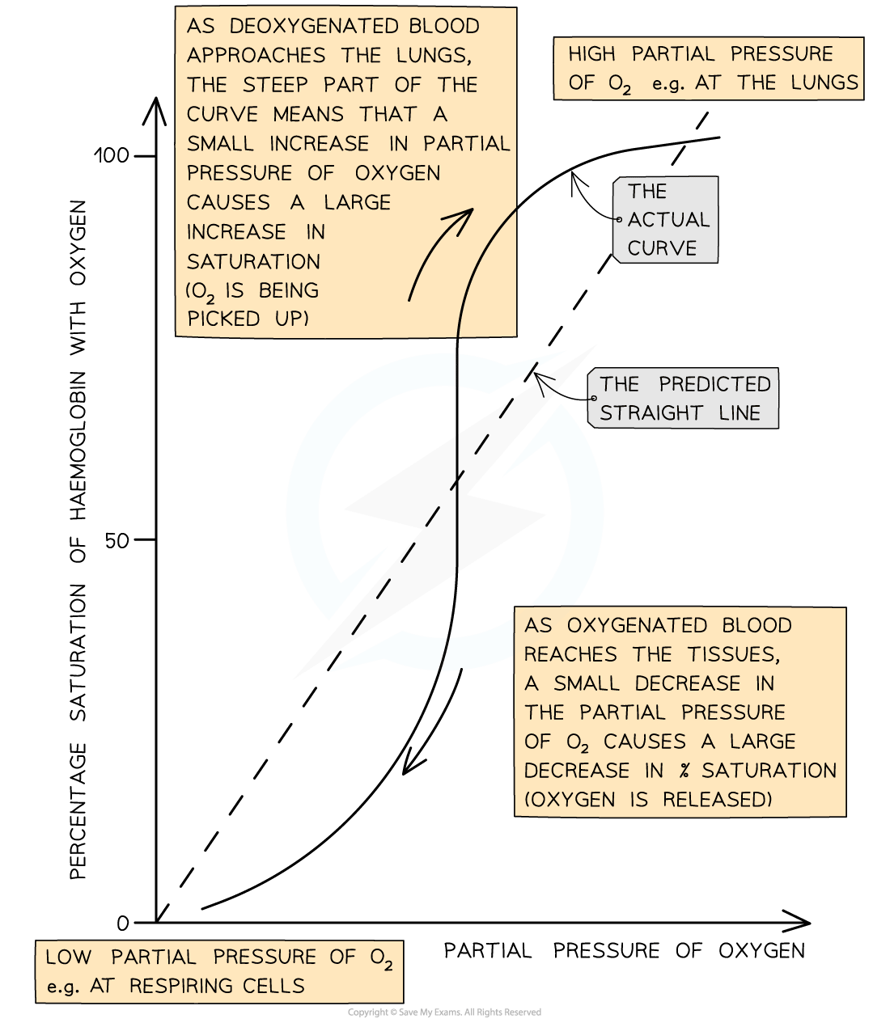 The Oxygen Dissociation Curve