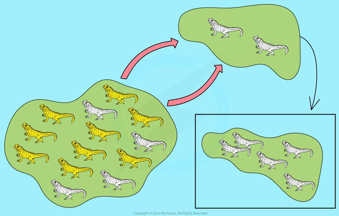 The founder effect in lizards