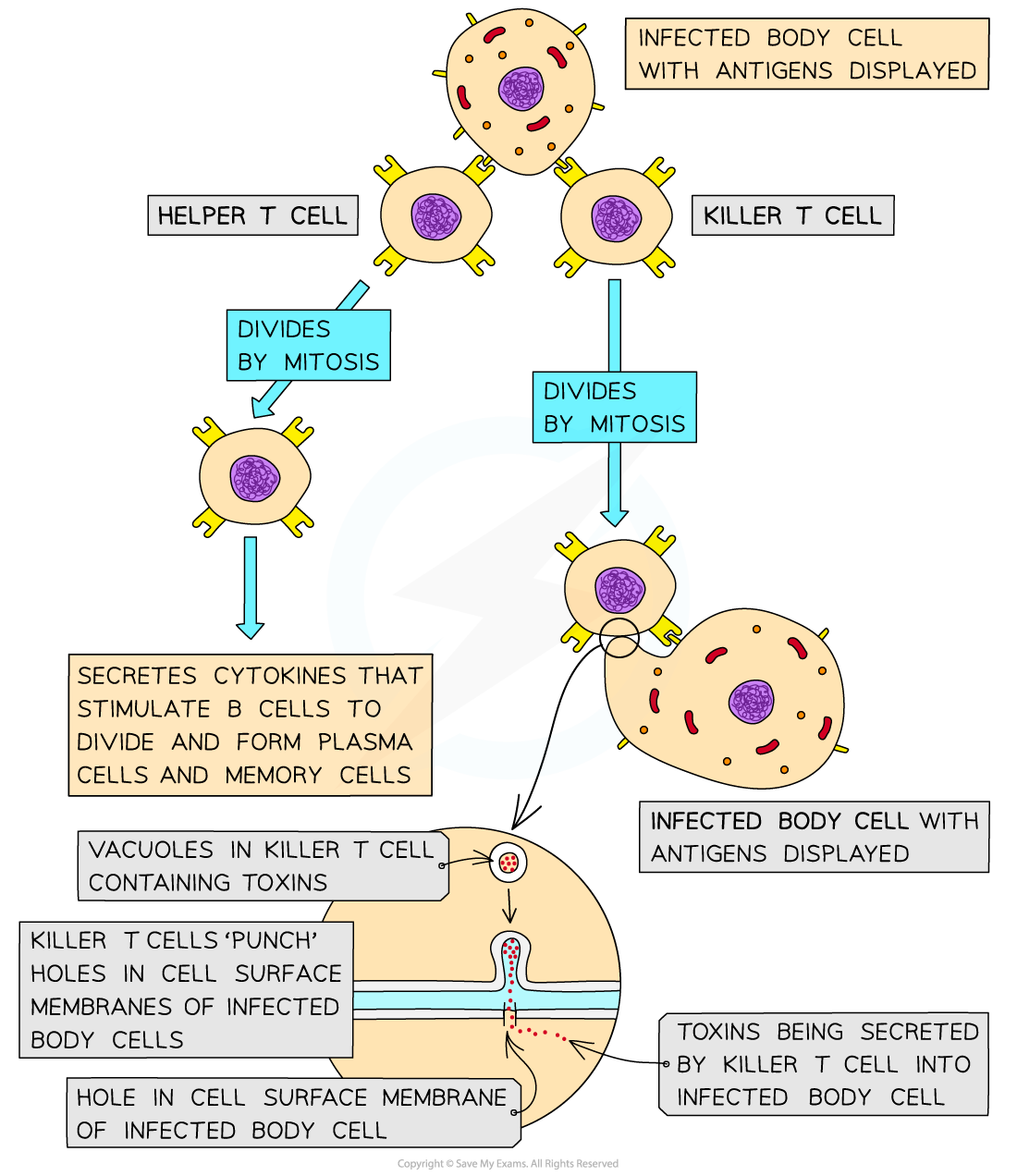 The function of T-lymphocytes during an immune response