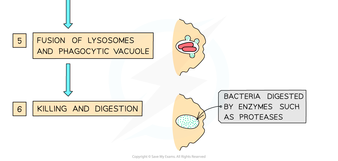 Stages of phagocytosis