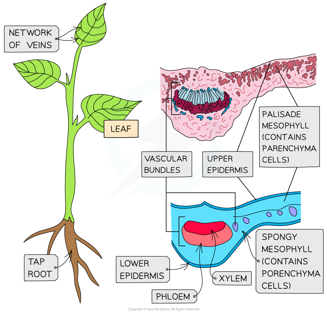 Transverse sections