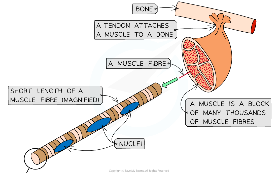 ultrastructure of striated muscle