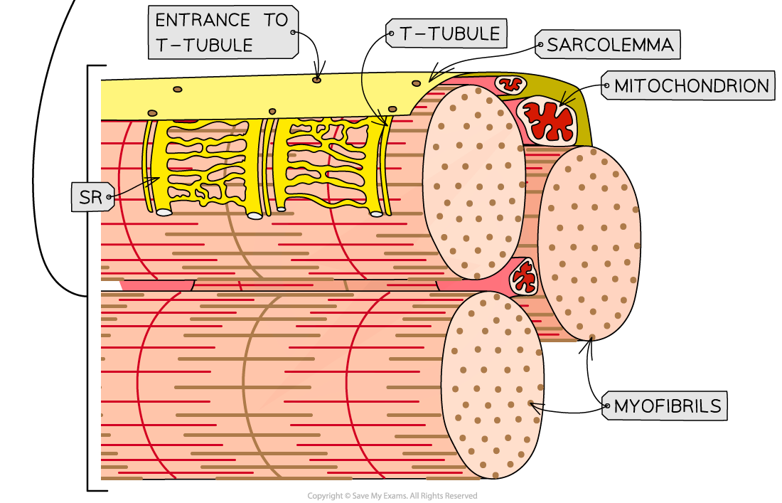 Ultrastructure of Striated Muscle