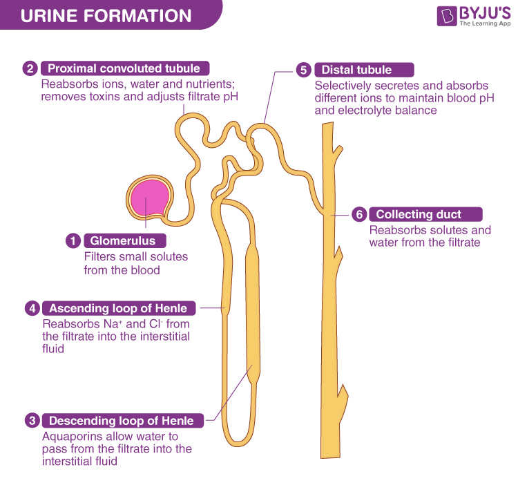 Urine formation