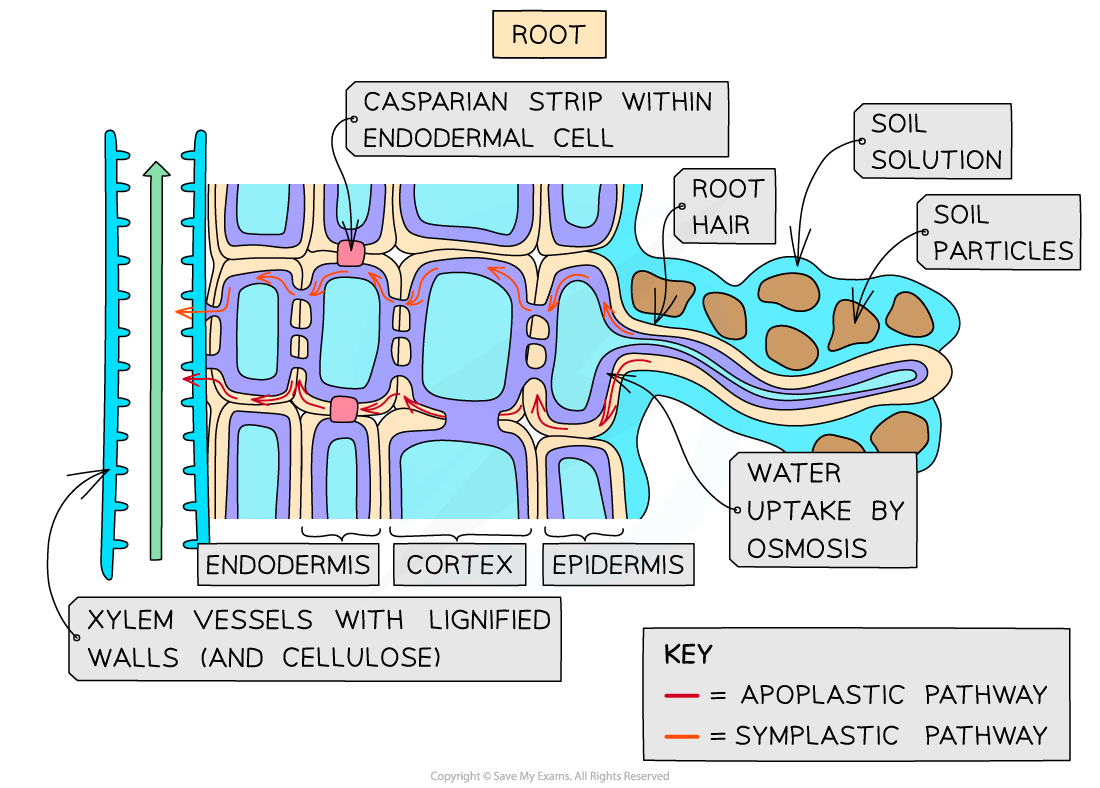 Water and Mineral ion Transport