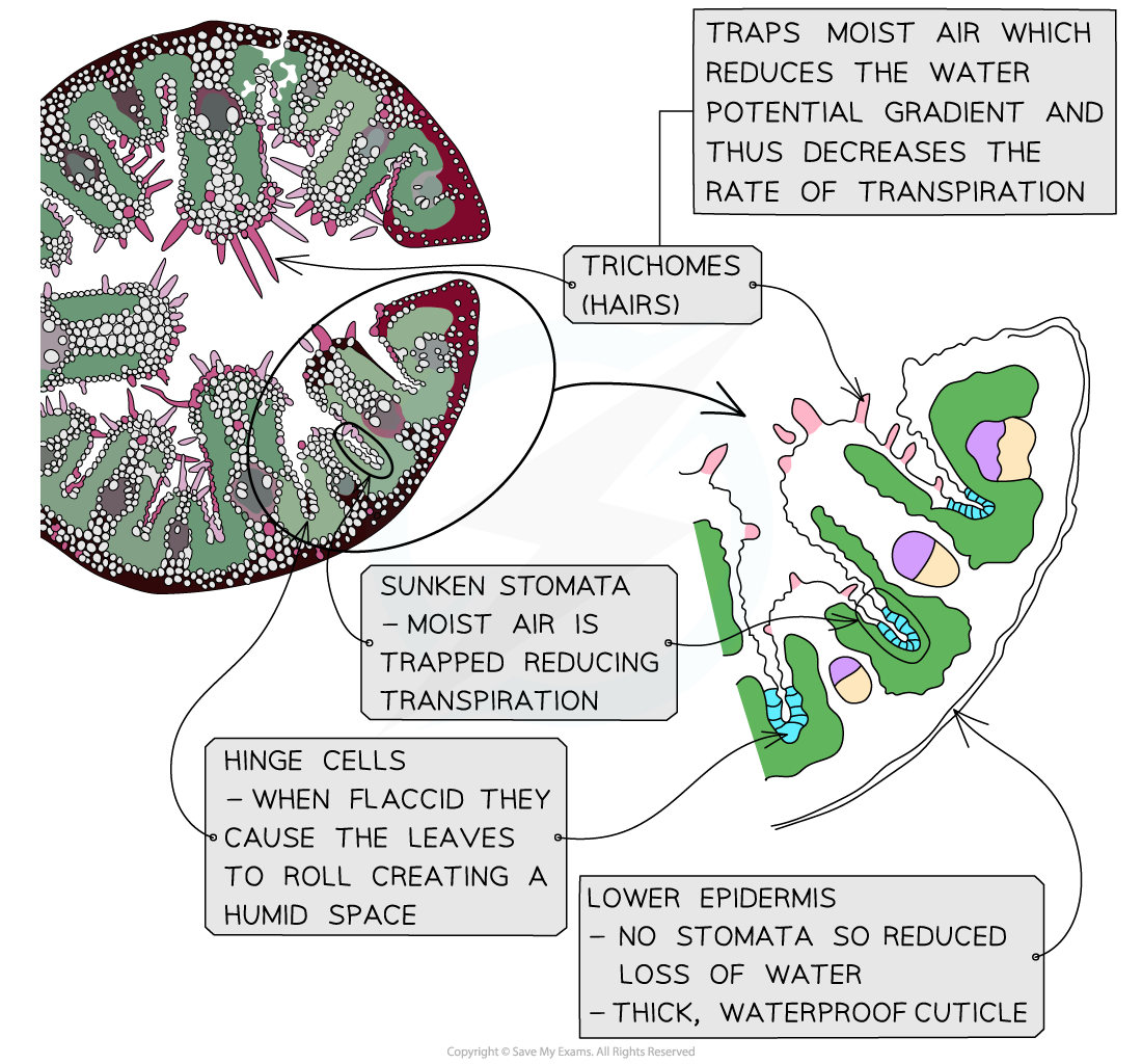 Xerophytic plant leaf adaptations
