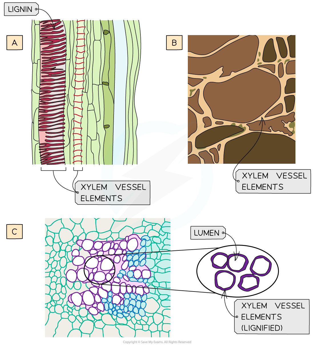 Xylem vessel elements