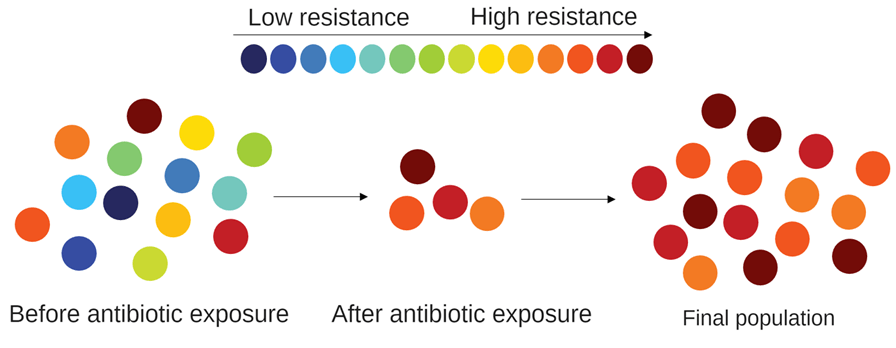 Antibiotic Resistance and Bacterial Evolution – BiteScis