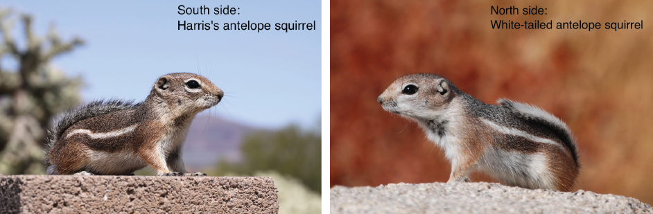 Squirrels evolving on both sides of the canyon