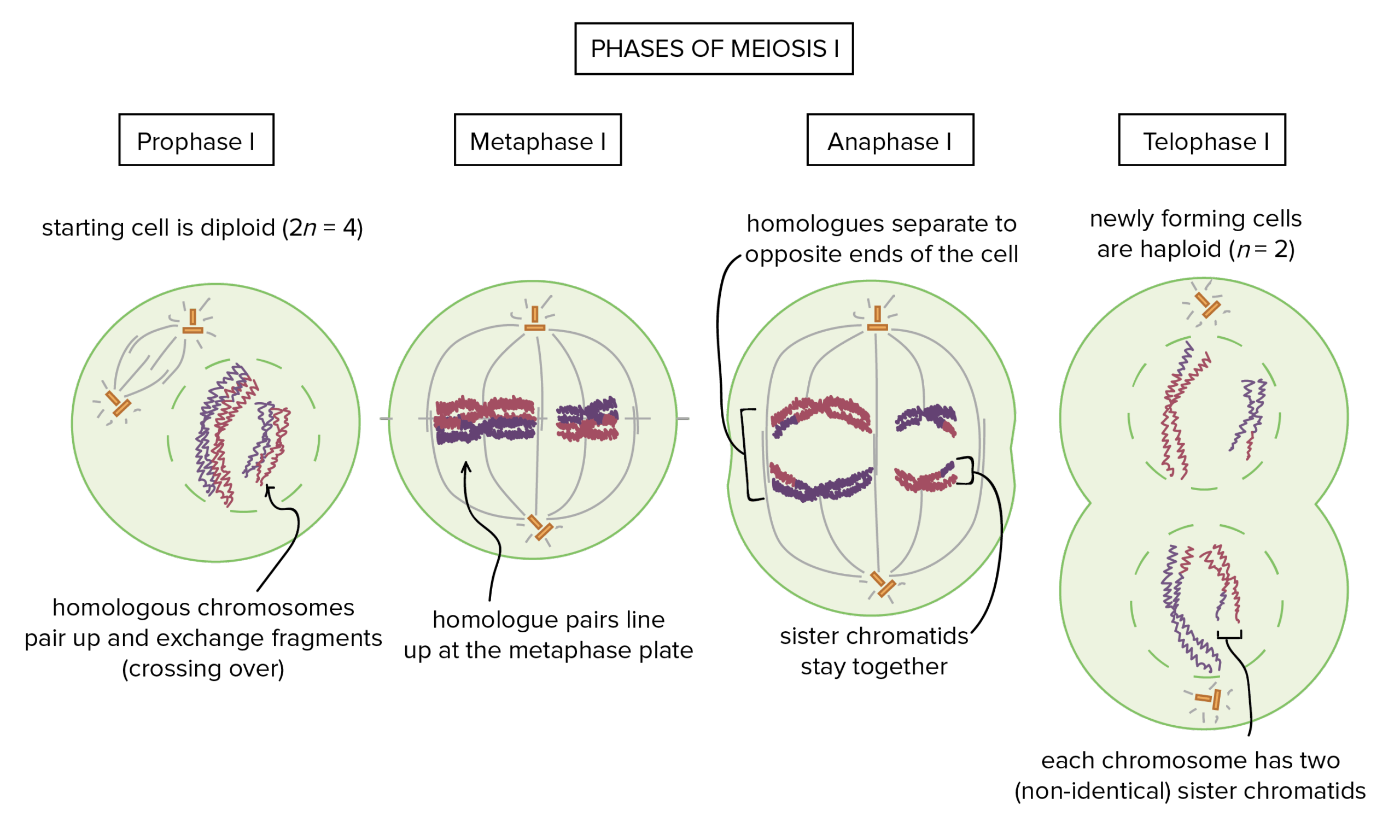 The phases of meiosis I