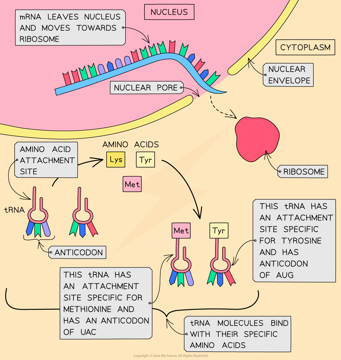 Transcription stage of protein synthesis