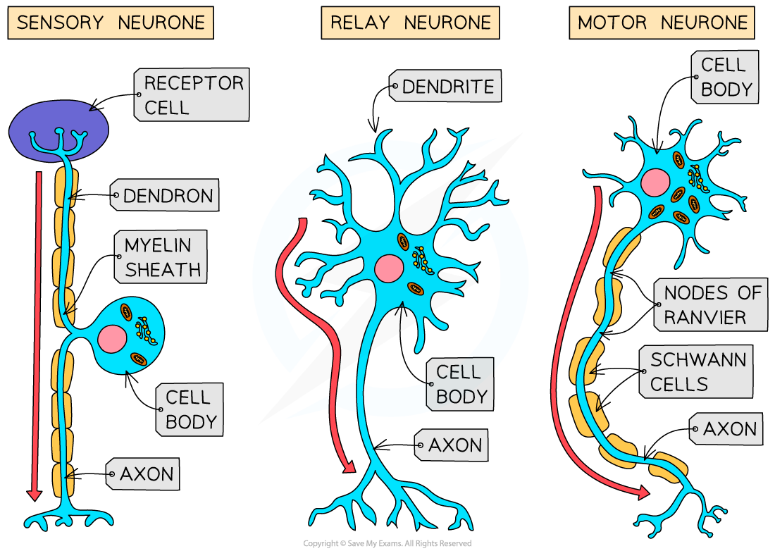 The three types of neurons