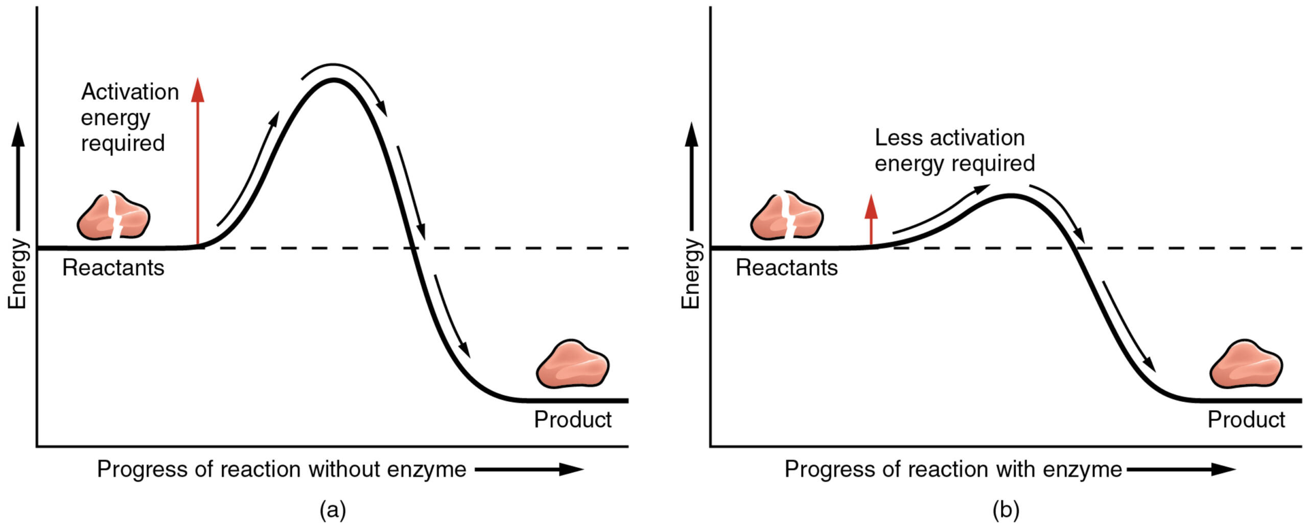 graph showing how enzymes lower activation energy
