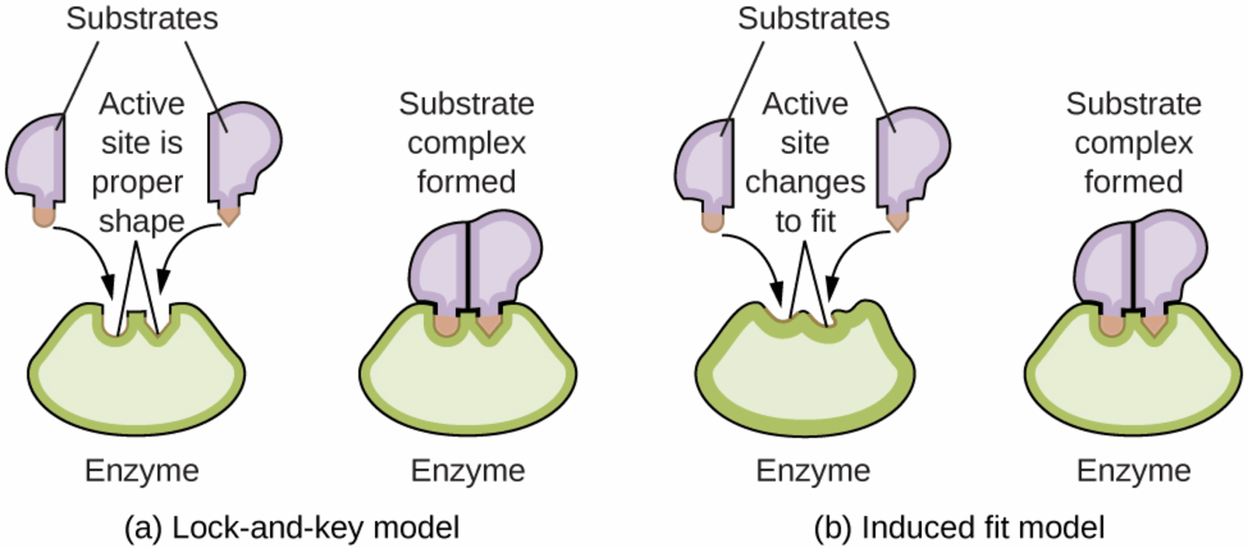 lock-and-key and induced-fit diagrams for enzyme action