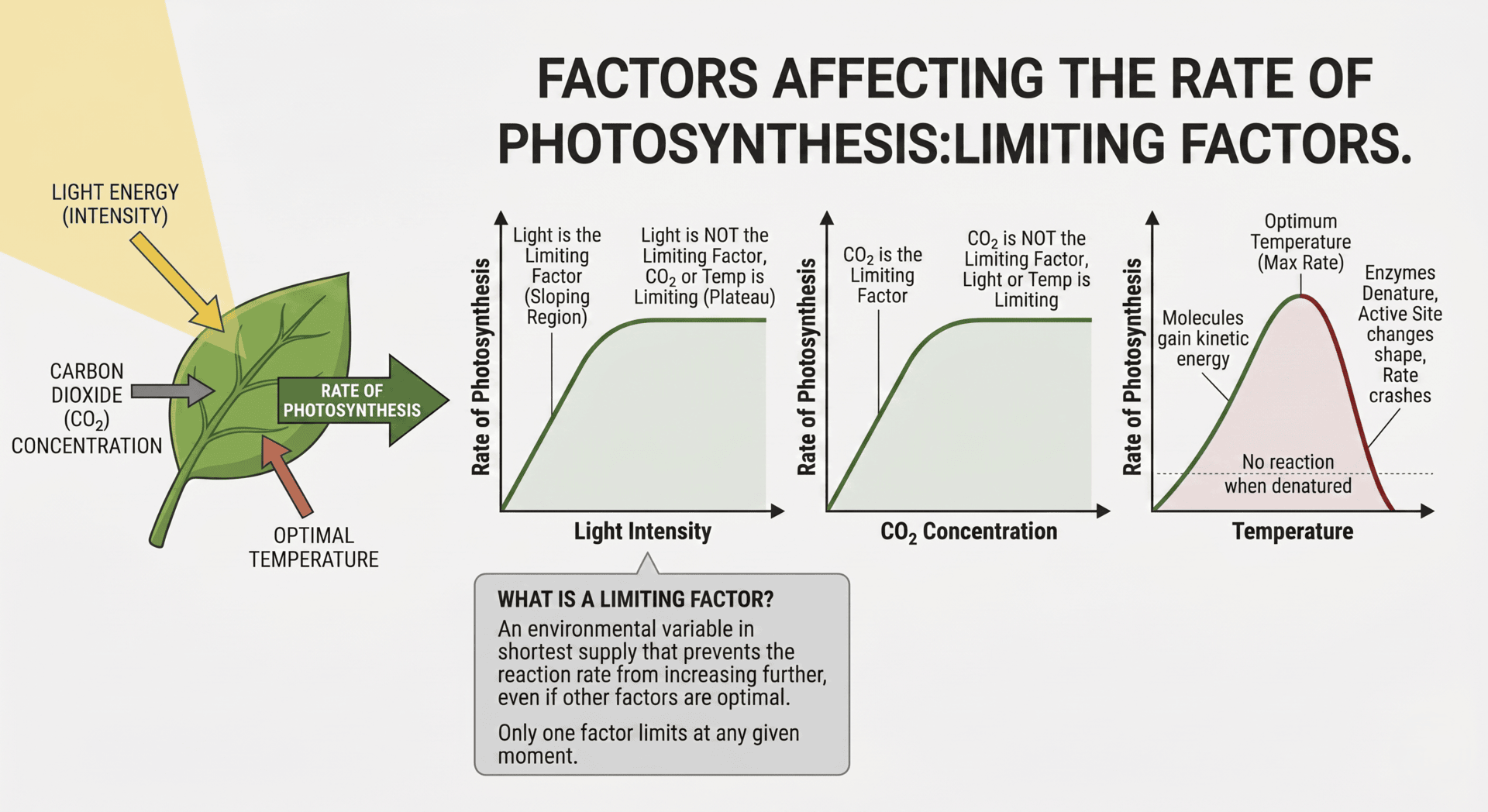 Diagram of the limiting factors of photosynthesis and accompnaying rate graphs for light intensity, carbon dioxide concentration and temperature.