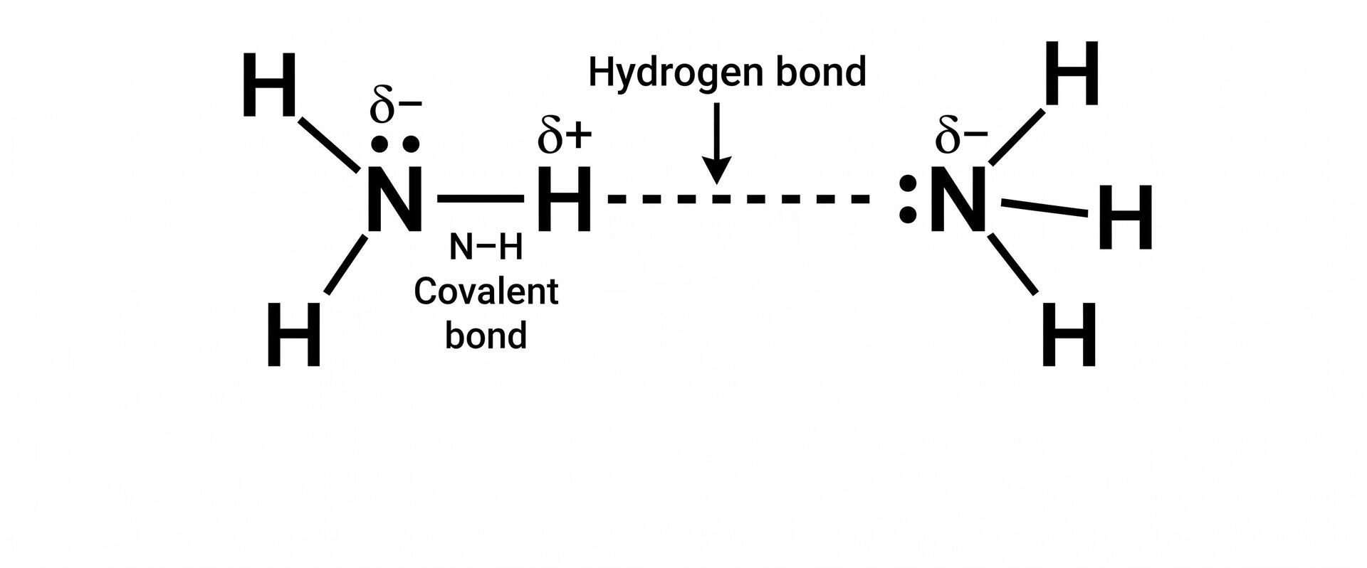 Illustration of hydrogen bonding in ammonia between lone pair and hydrogen at 180 degree bond angle