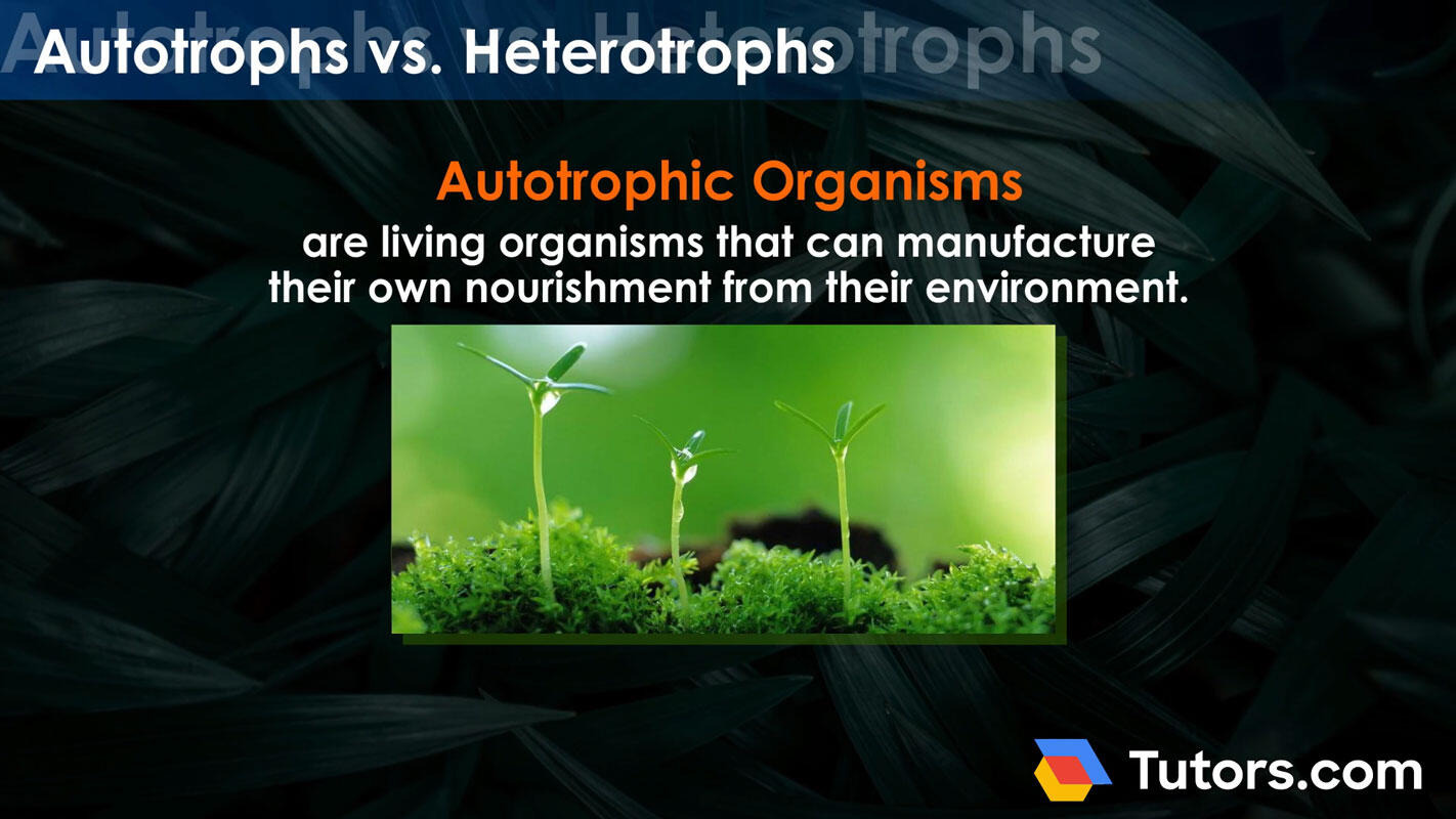 Autotrophic organisms explained