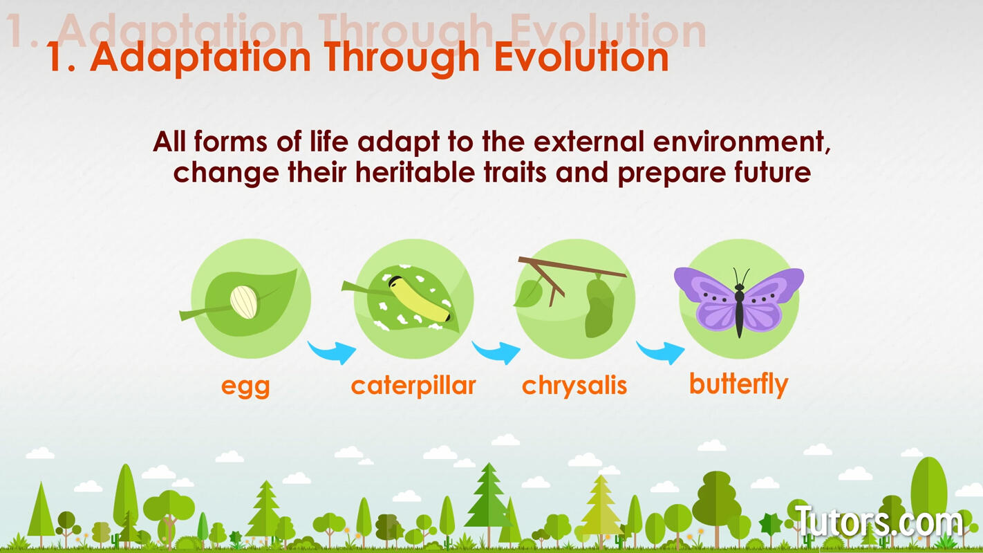Characteristics of life adaptation through evolution