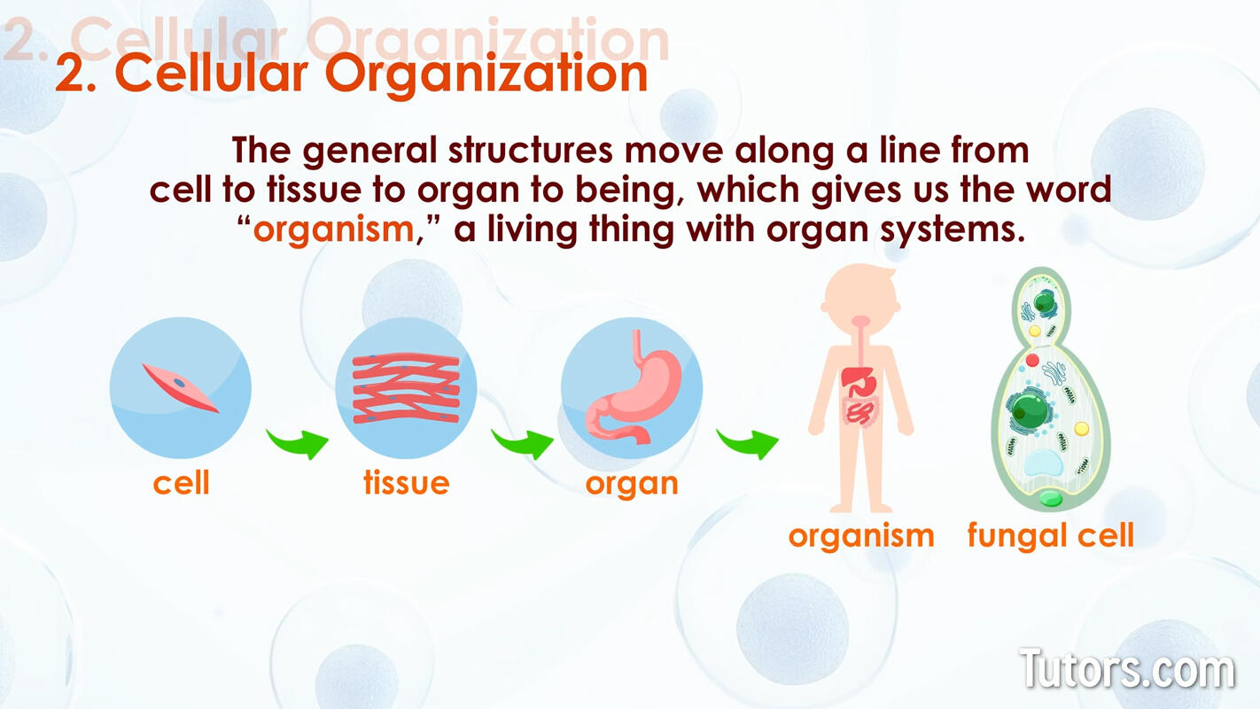 Characteristics of life cellular organization