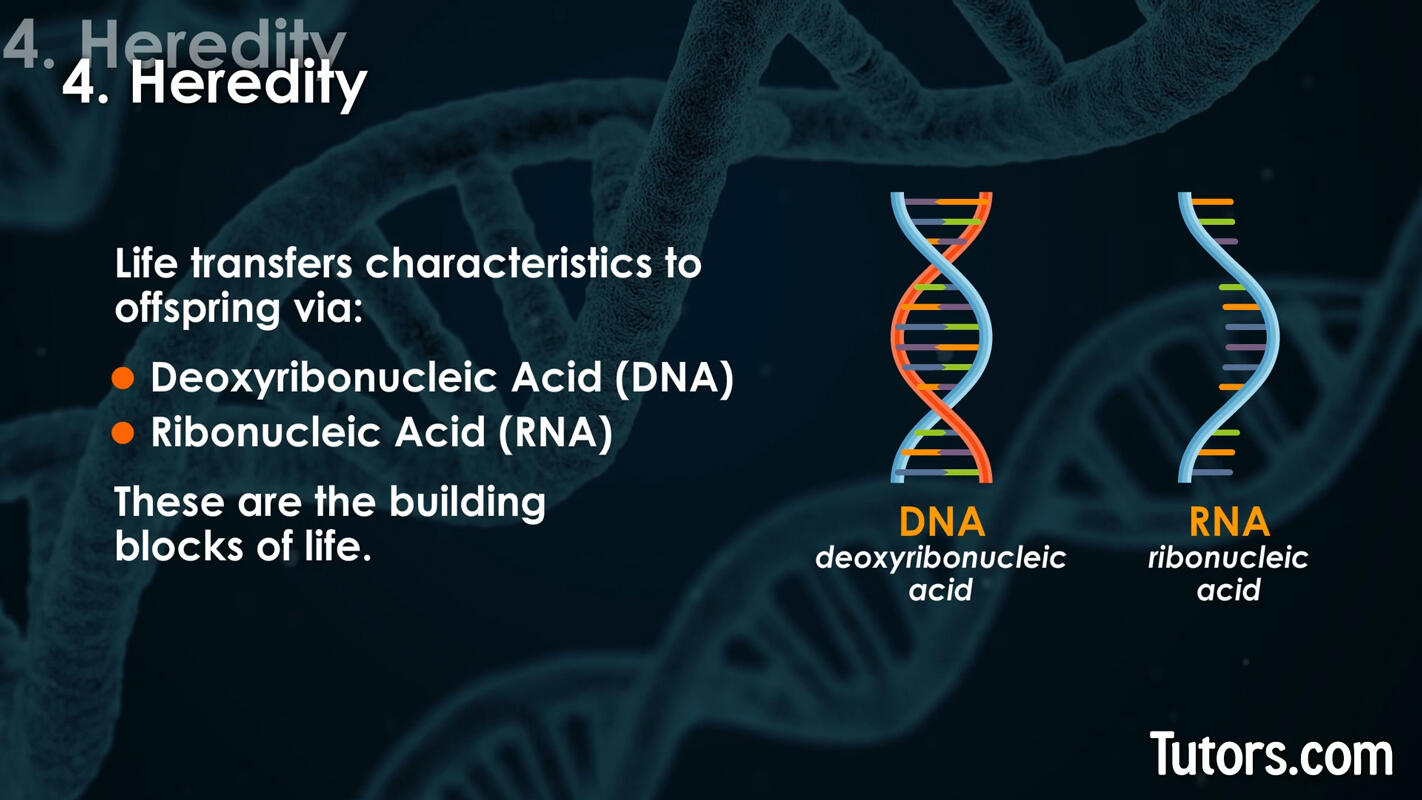 Characteristics of life heredity