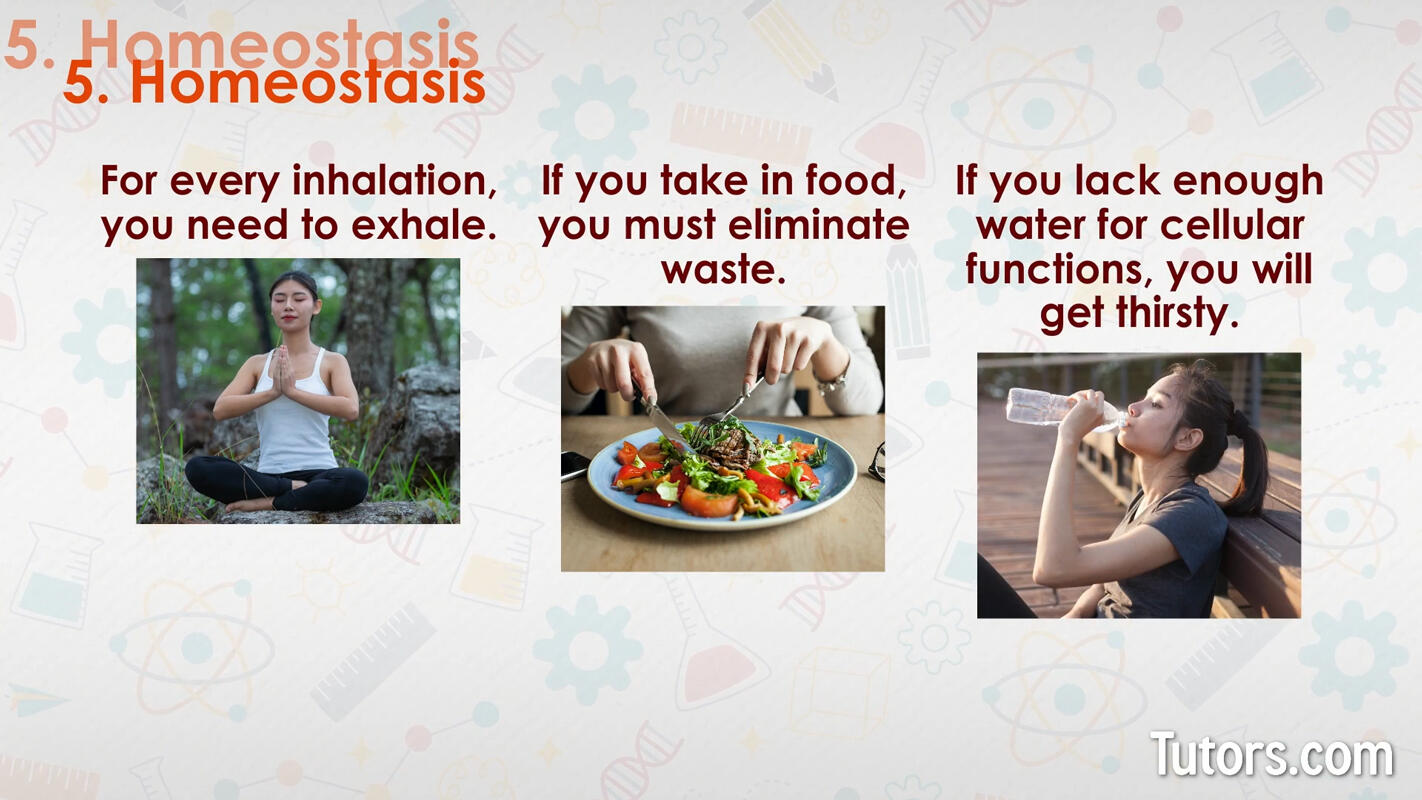 Characteristics of life homeostasis