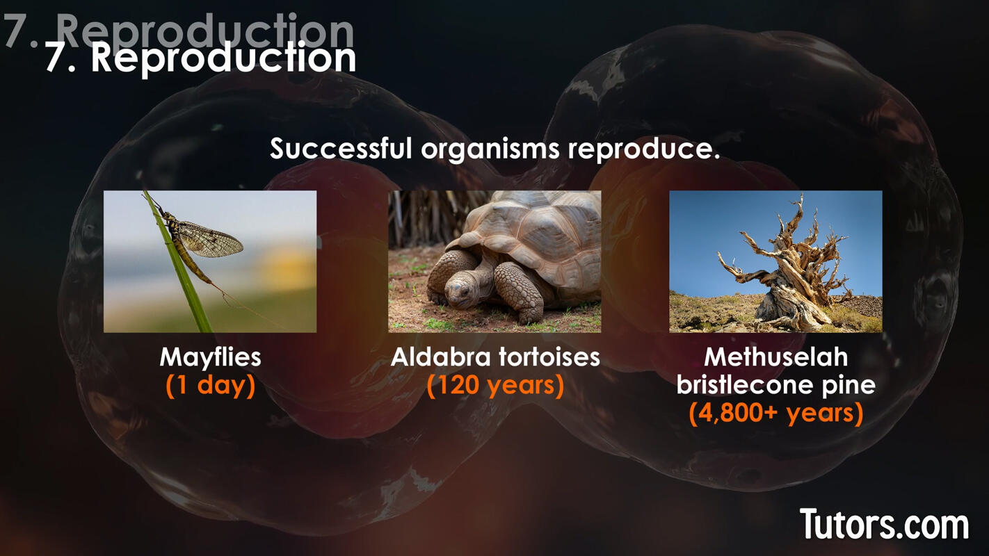 Characteristics of life reproduction