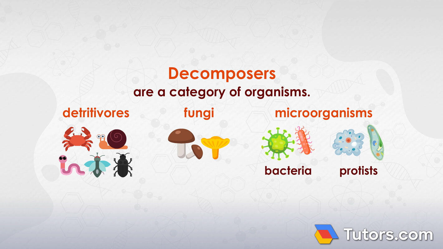Decomposers vs. detritivores