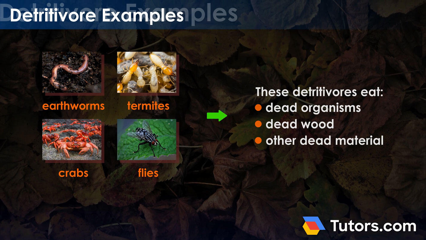 Detritivore examples