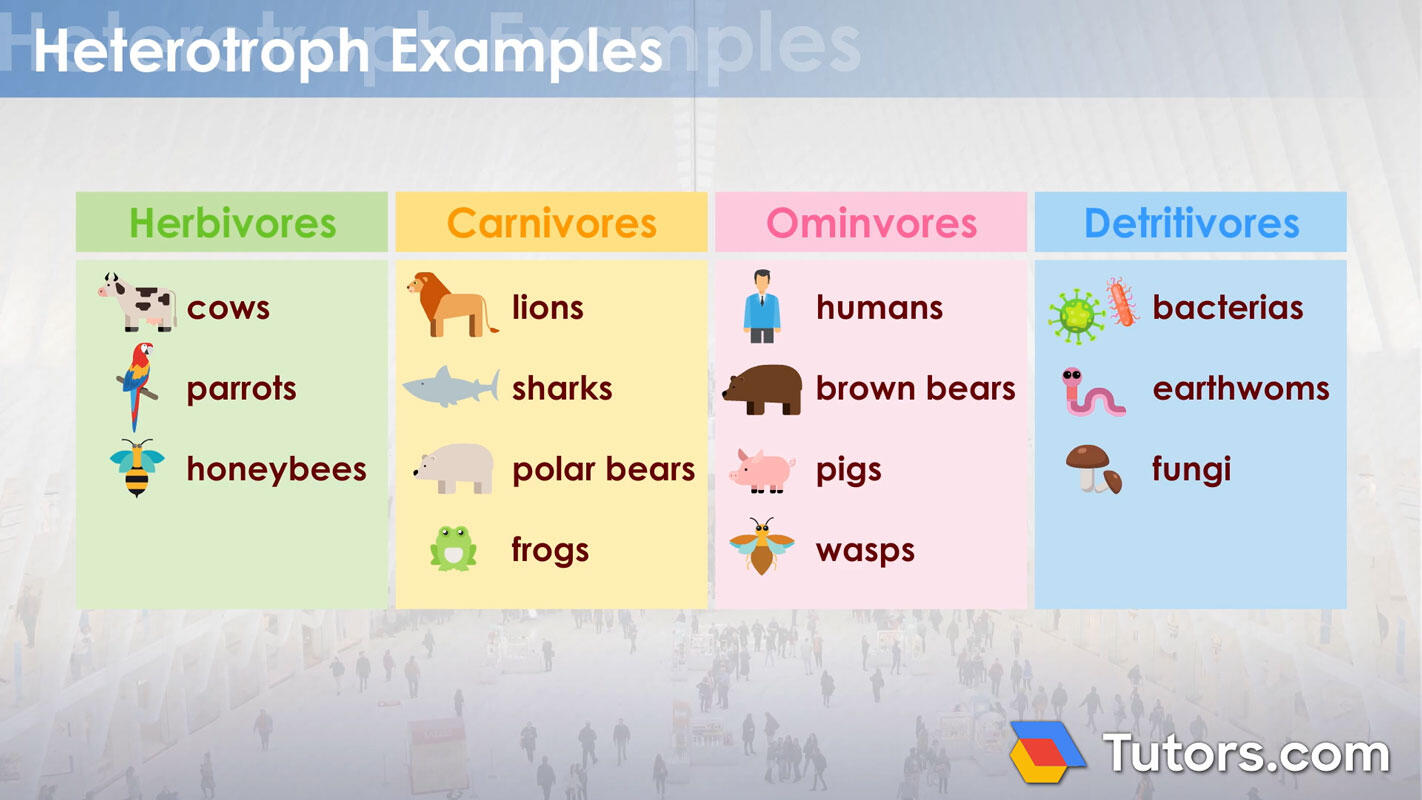 Heterotroph examples