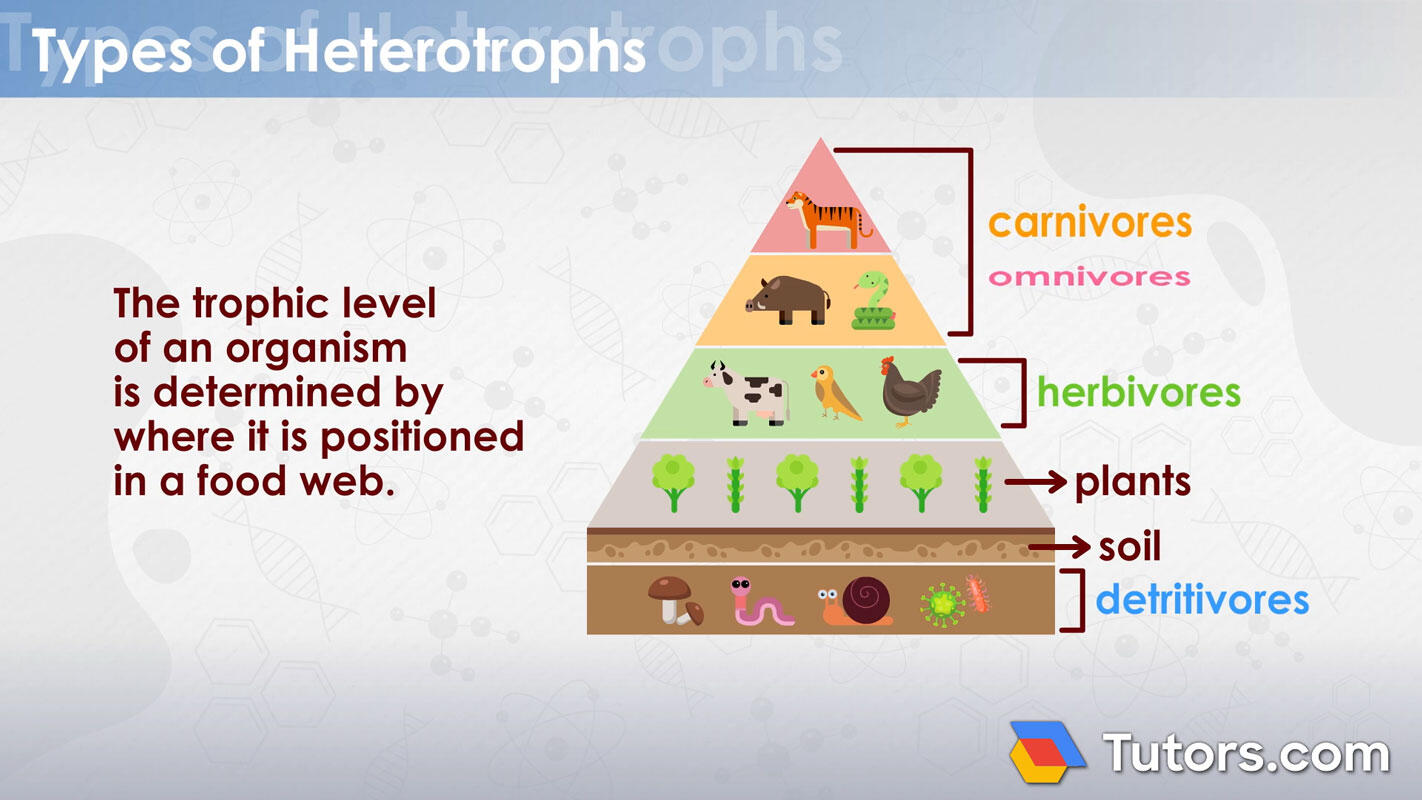 Heterotrophic food web