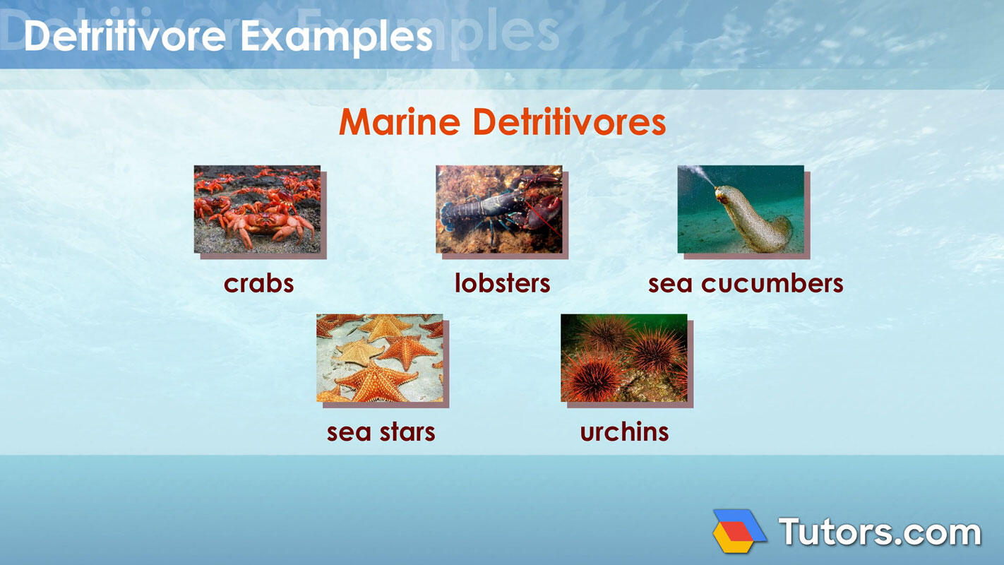 Marine detritivores examples