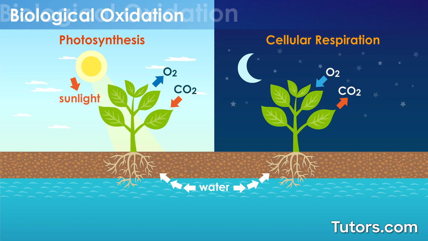 Oxidation biological oxidation process