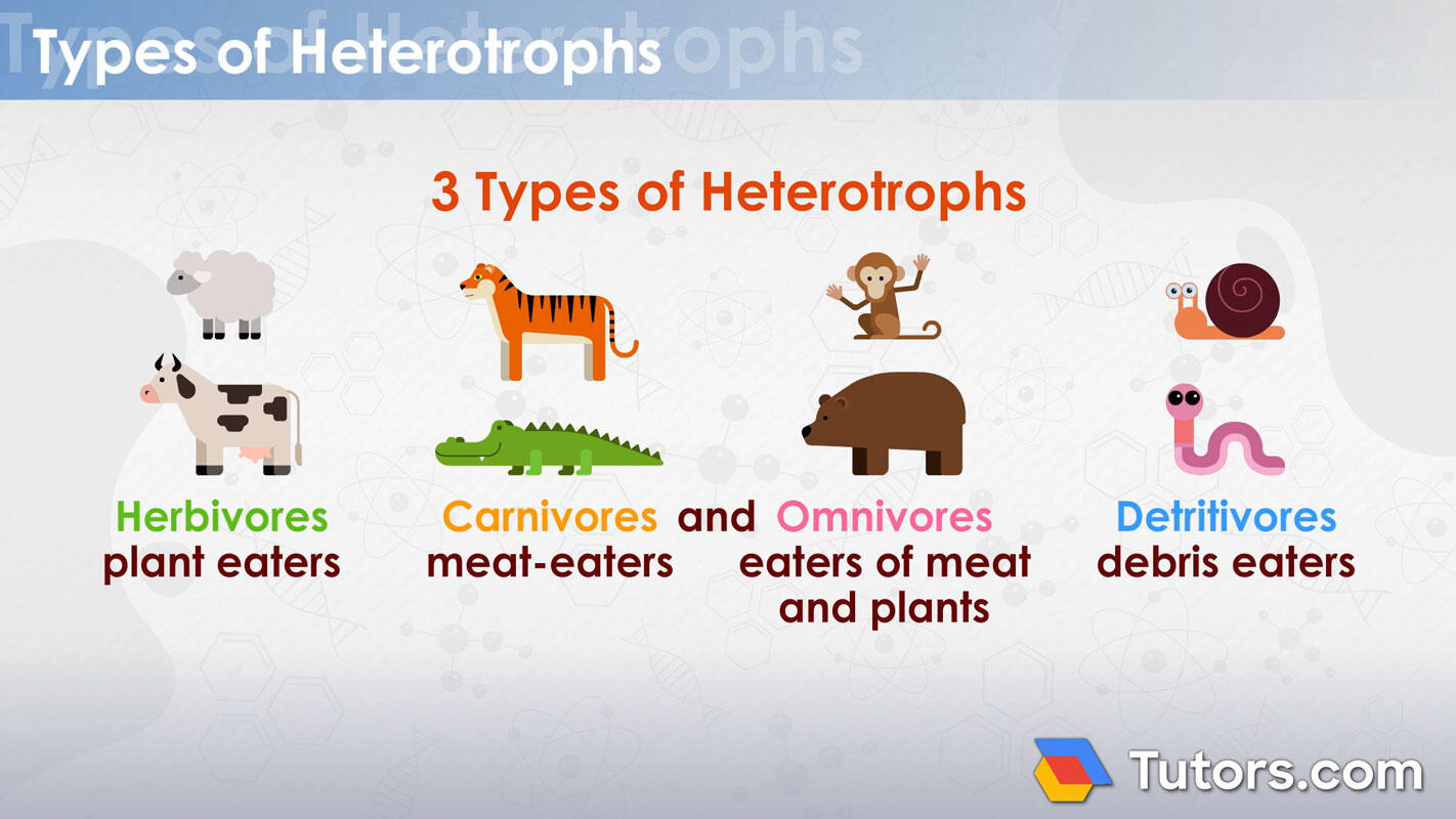Types of heterotrophs