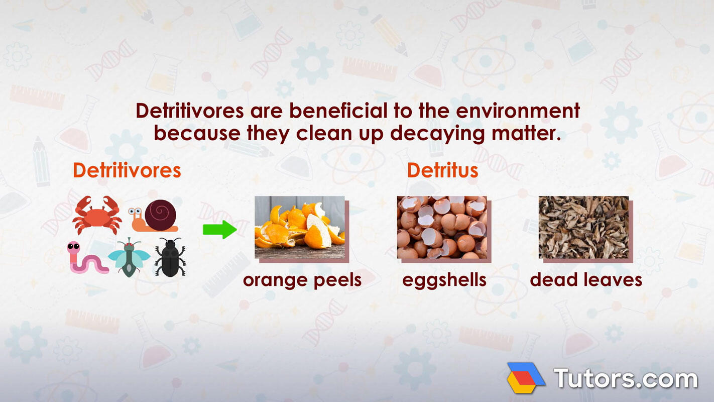 What detritivores eat examples