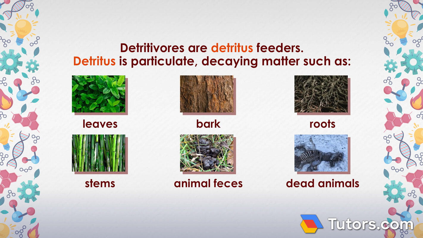 What do detritivores eat