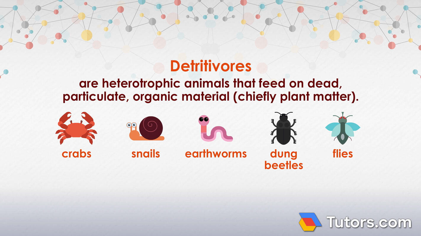 What is a detritivore