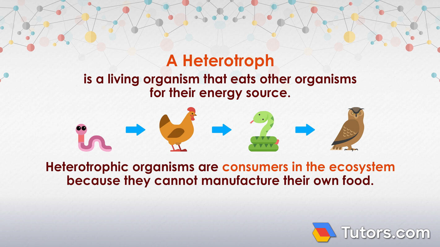 What is a heterotroph