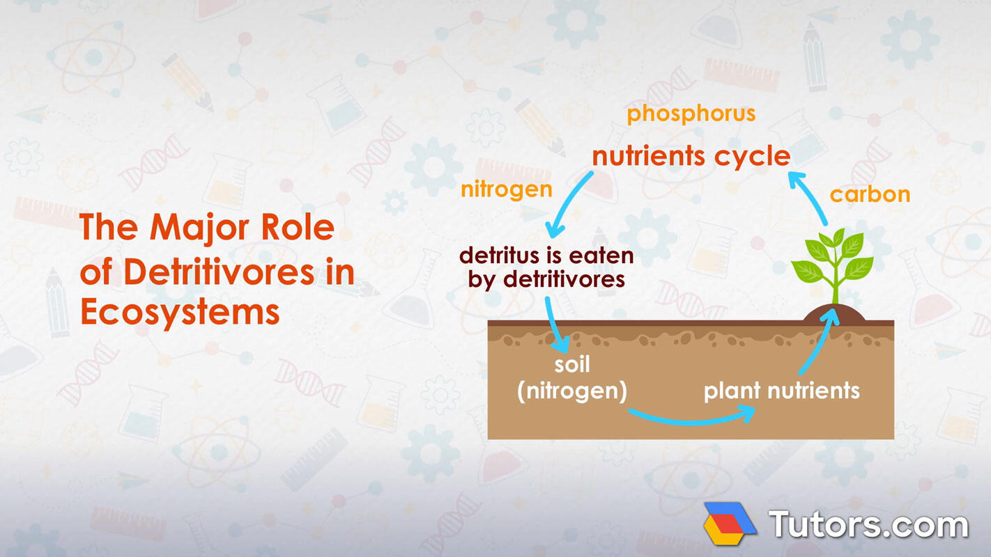 Why are detritivores important