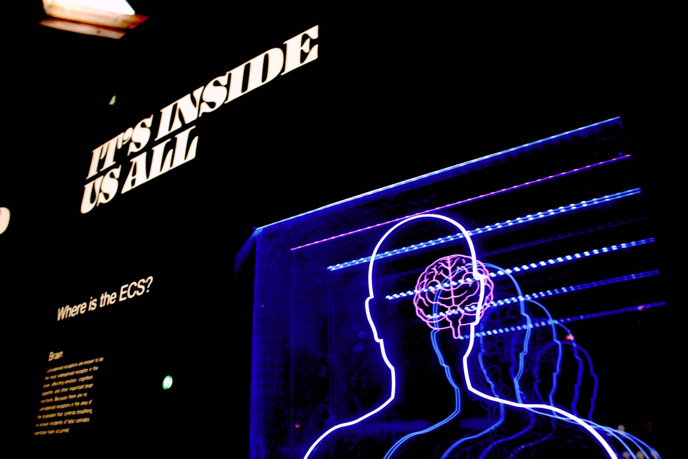 human mind