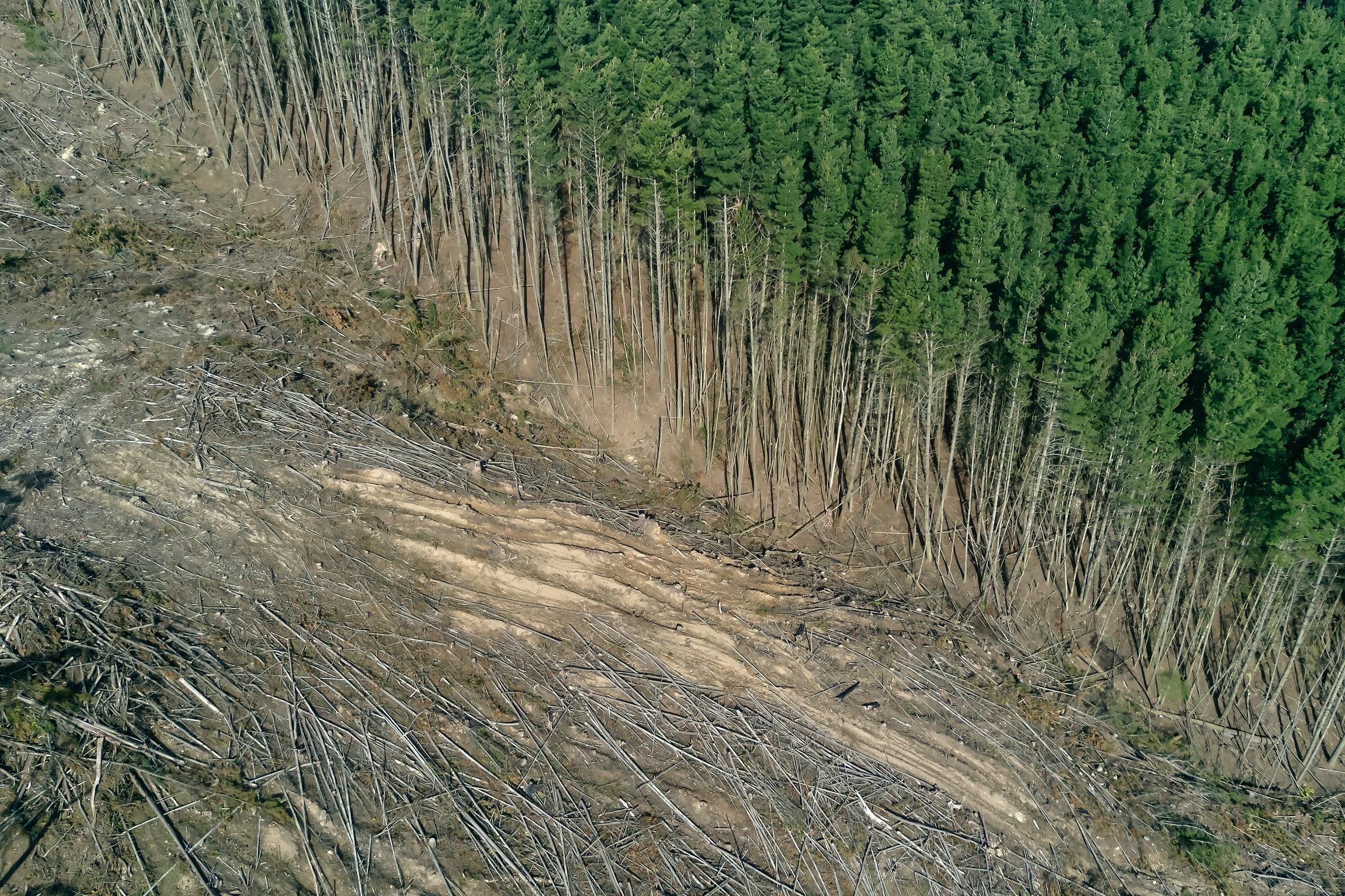 deforestation is a problem