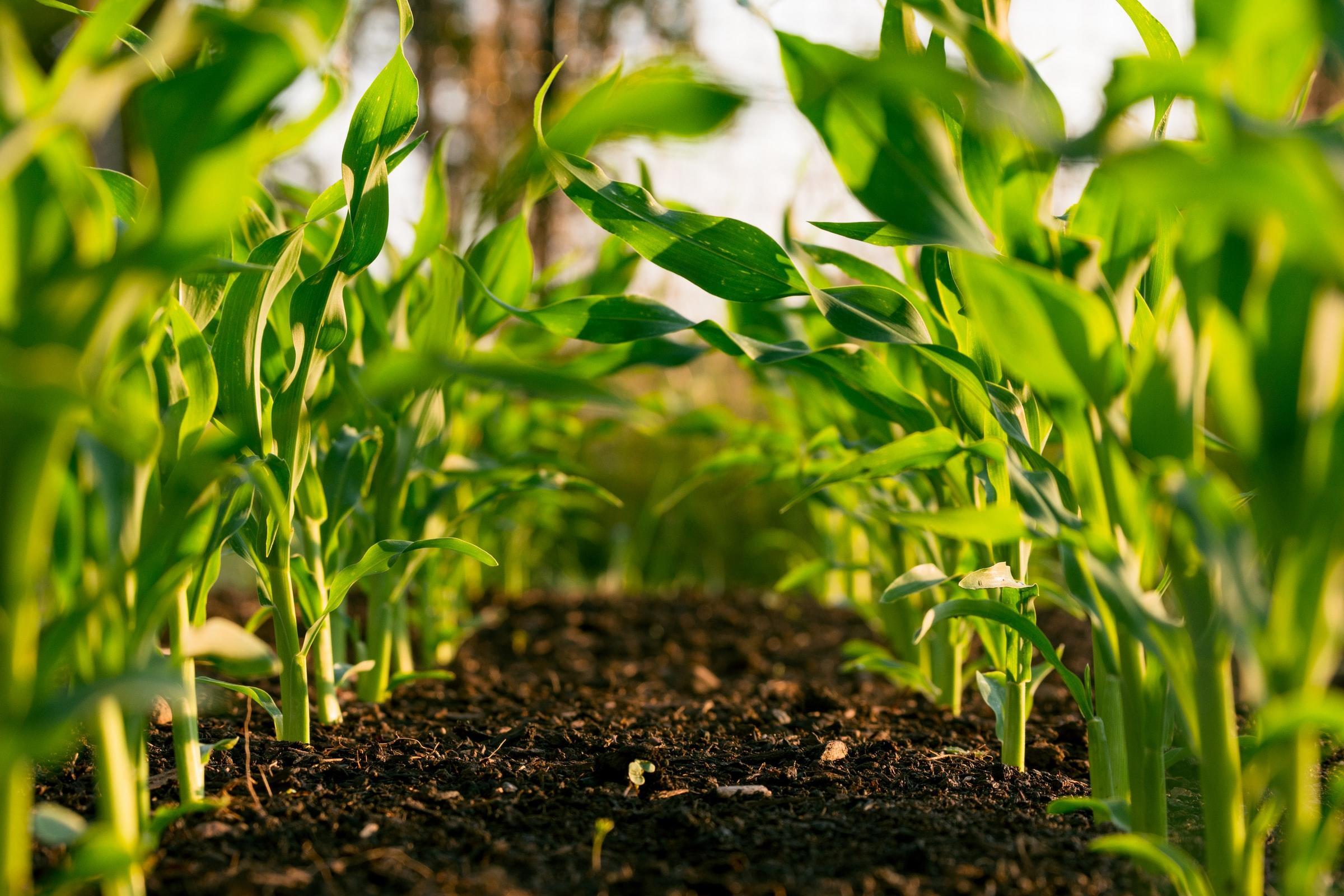 growing plants