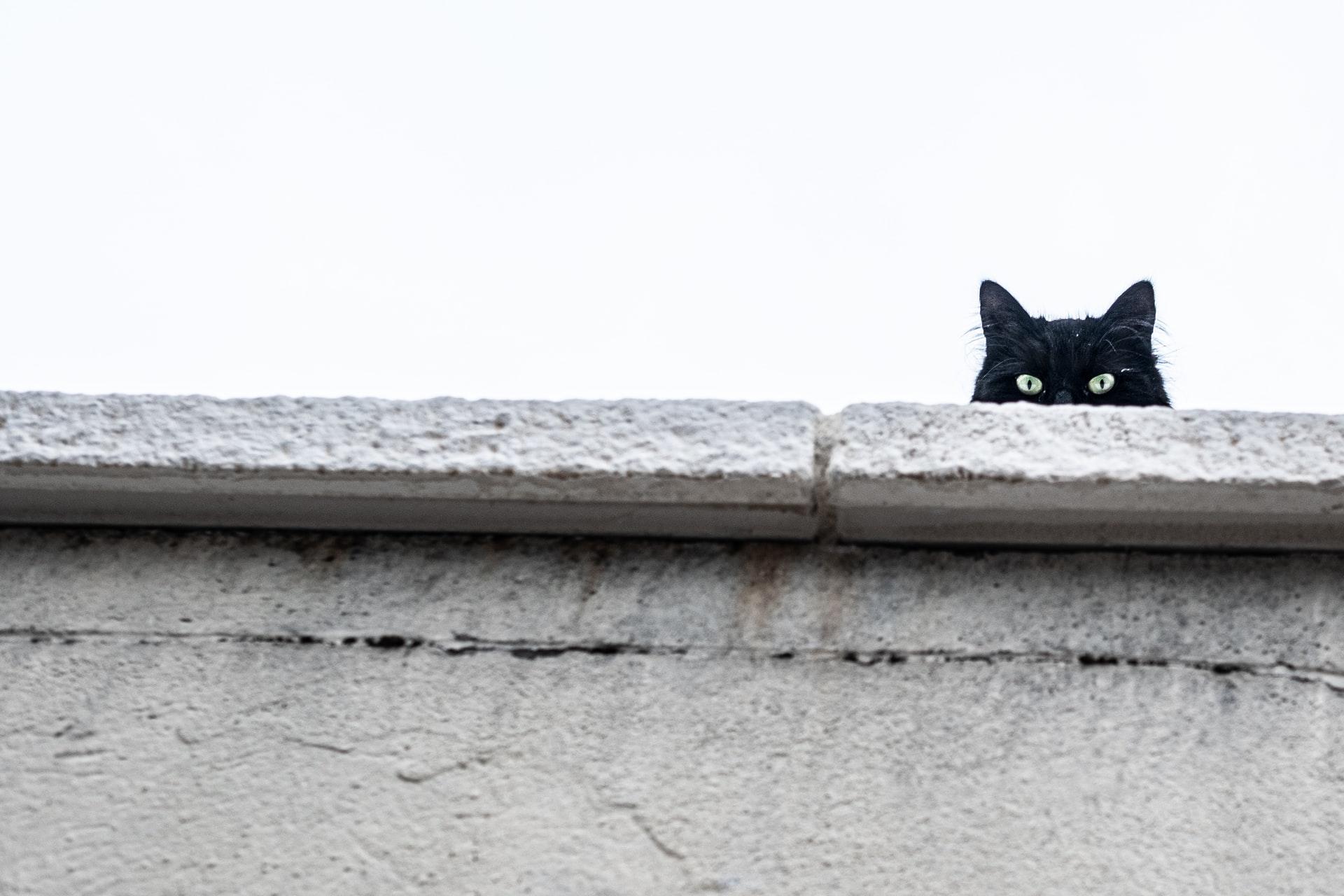 nyfiken katt kikar över kanten