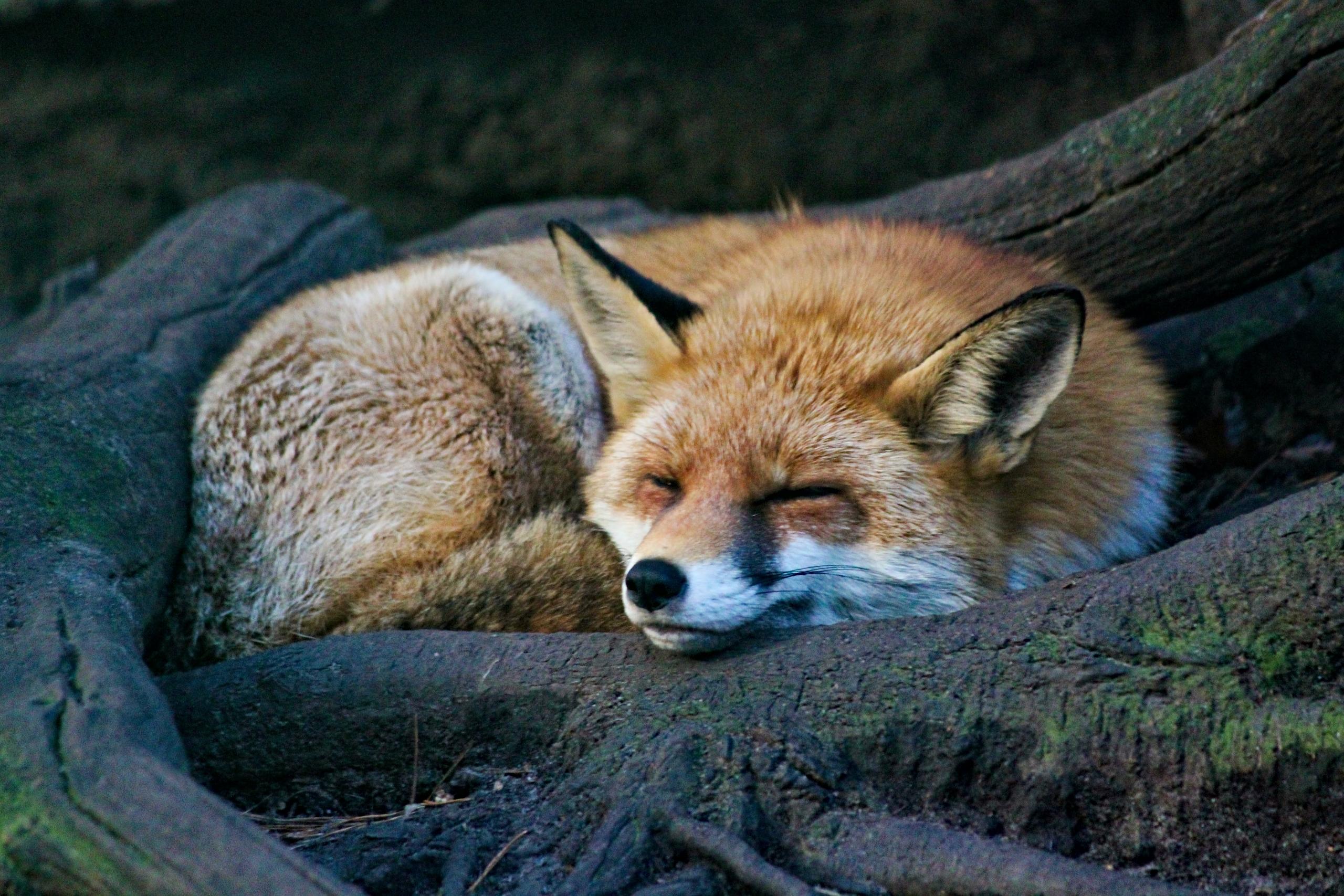En räv som ligger och sover på en trädstam. Foxes, inte foxs på engelska.
