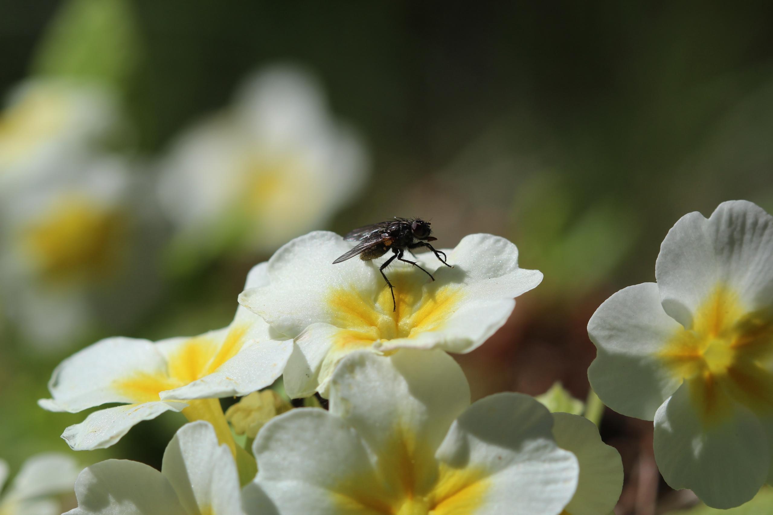 Blomma och fluga i solen