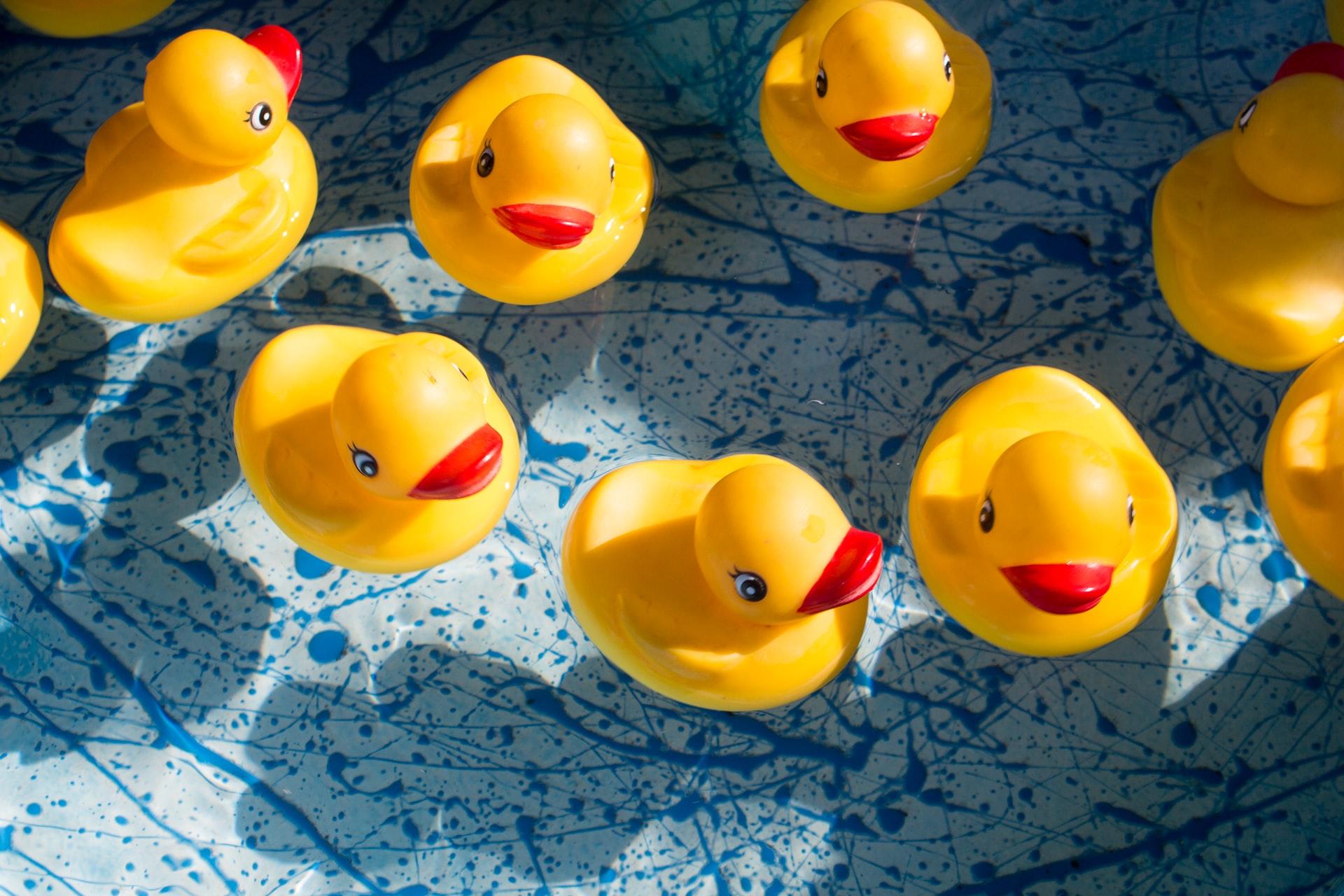flera små badankor som flyter i en grund pool 
