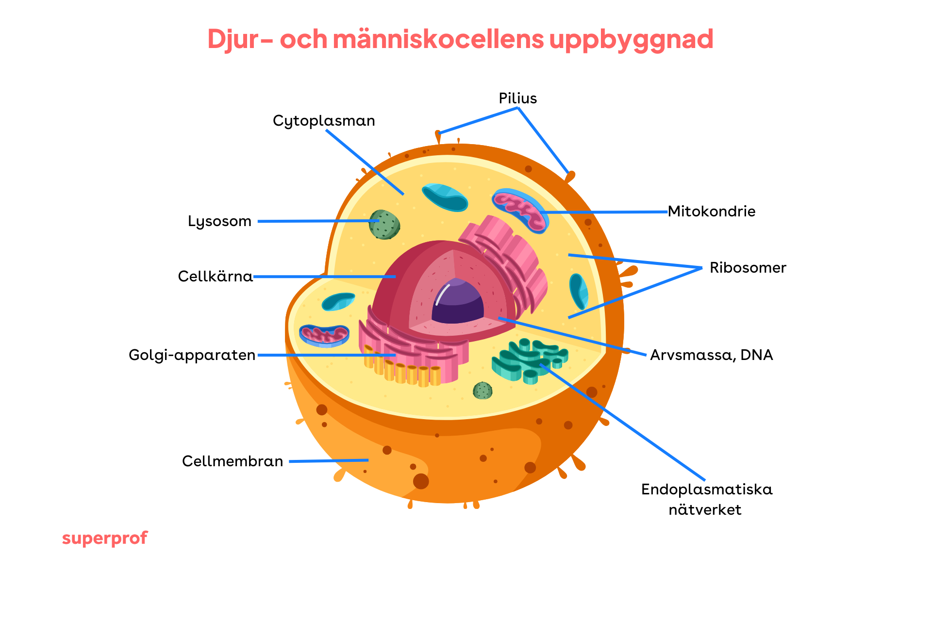 Illustration över djur- och människocellernas uppbyggnad.
